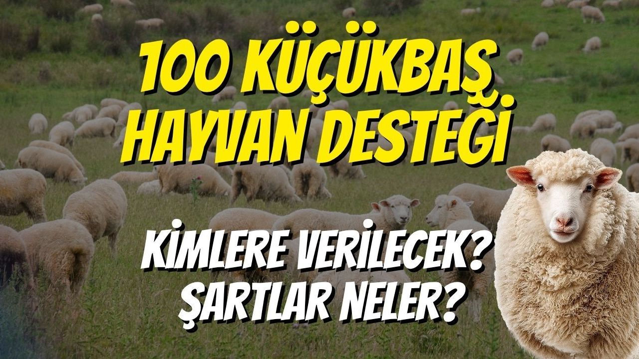 100 Küçükbaş Hayvan Desteği Kimlere Verilecek? Şartlar Neler?
