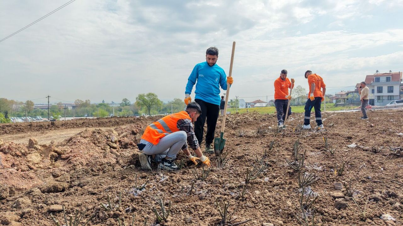 Başiskele Belediyesi'nden Estetik Dokunuş: 20 Dönümlük Gül Bahçesi Yükseliyor