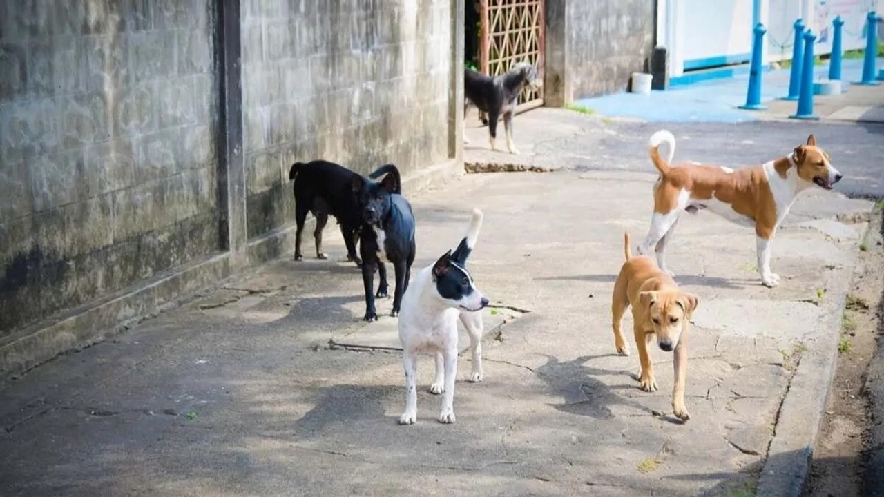 Sokak Köpekleri İçin Yeni Karar
