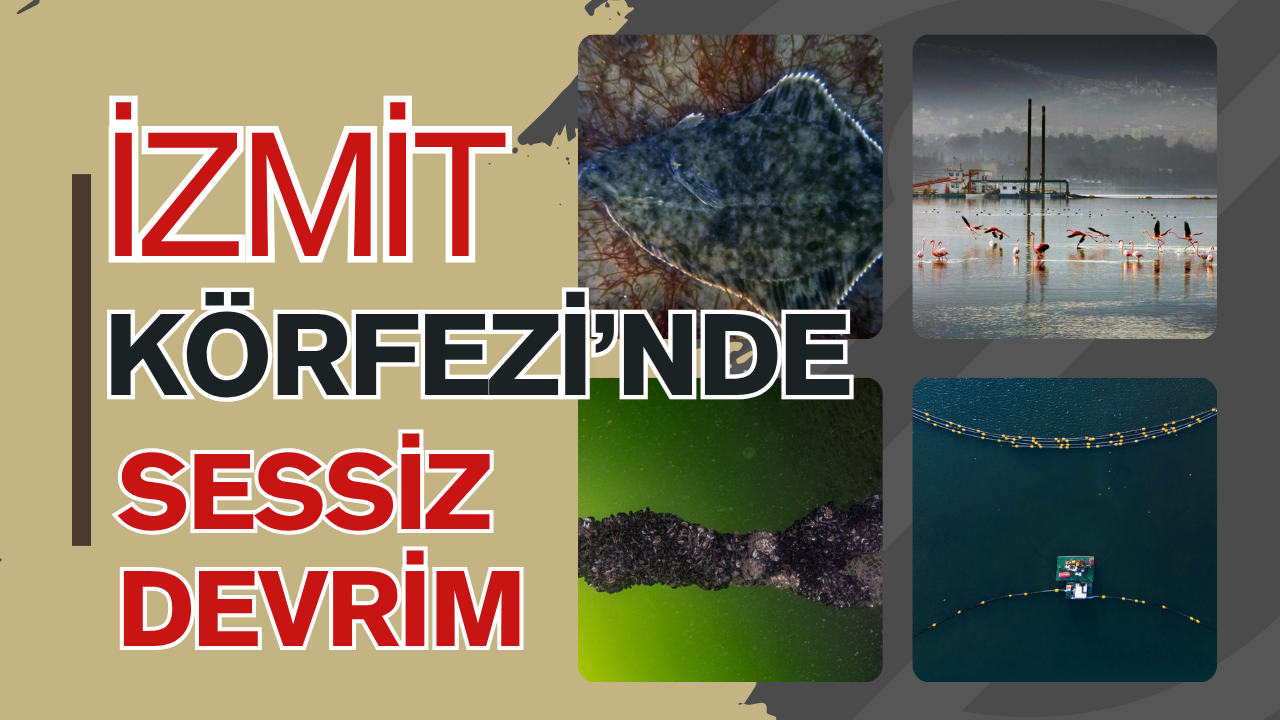İzmit Körfezi’nde Sessiz Devrim: Dip Çamuru Gitti,Mekanın Sahipleri Geri Döndü