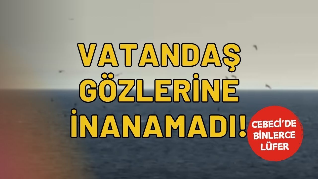 Cebeci’de Balık Akını: Binlerce Lüfer Sahili Birbirine Kattı