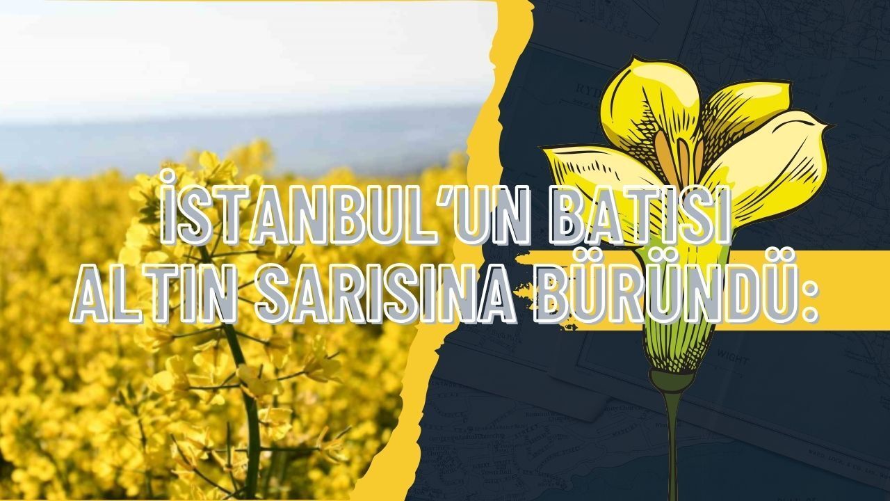 İstanbul’un Batısı Altın Sarısına Büründü: Hem Görsel Şölen Hem De Milyonluk Kazanç