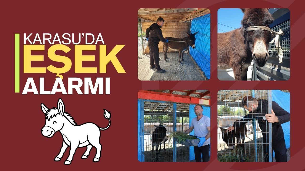 Karasu’da "Eşek" Alarmı: Mahalleliyi Peşinden Koşturdu, Ortalığı Birbirine Kattı!