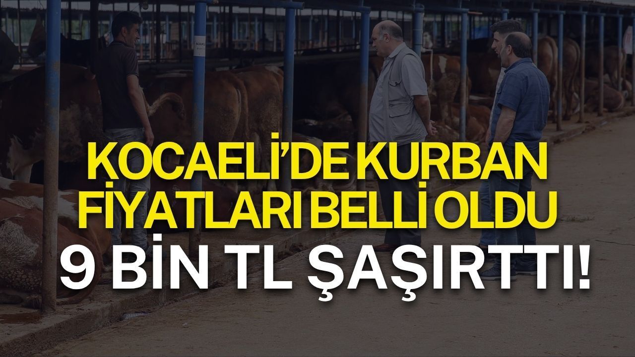 Kocaeli’de Kurban Fiyatları belli oldu: 9 Bin TL Şaşırttı