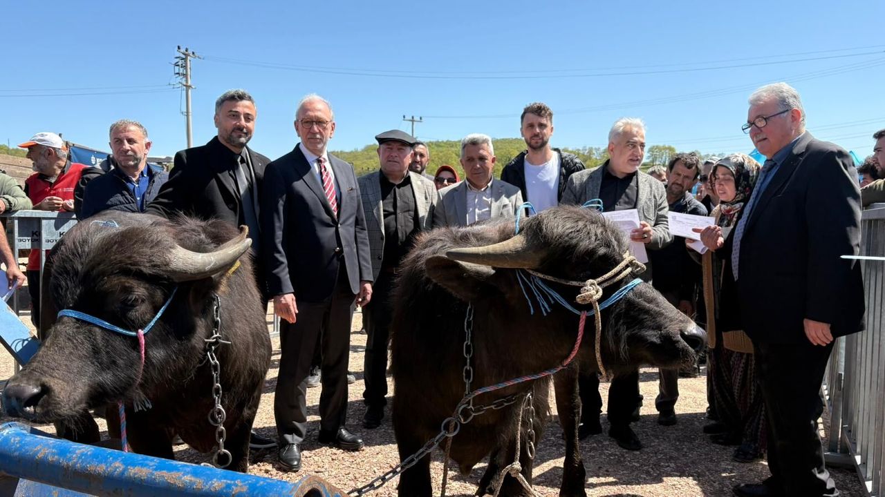 Körfez’in Siyah İncisi Koruma Altında: Büyükşehir’den Hayvancılığa Güçlü Dokunuş