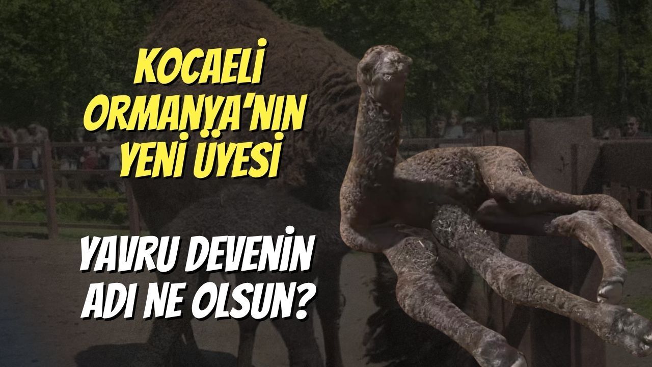 Kocaeli Ormanya’nın Yeni Üyesi: Yavru Devenin Adı Ne Olsun?