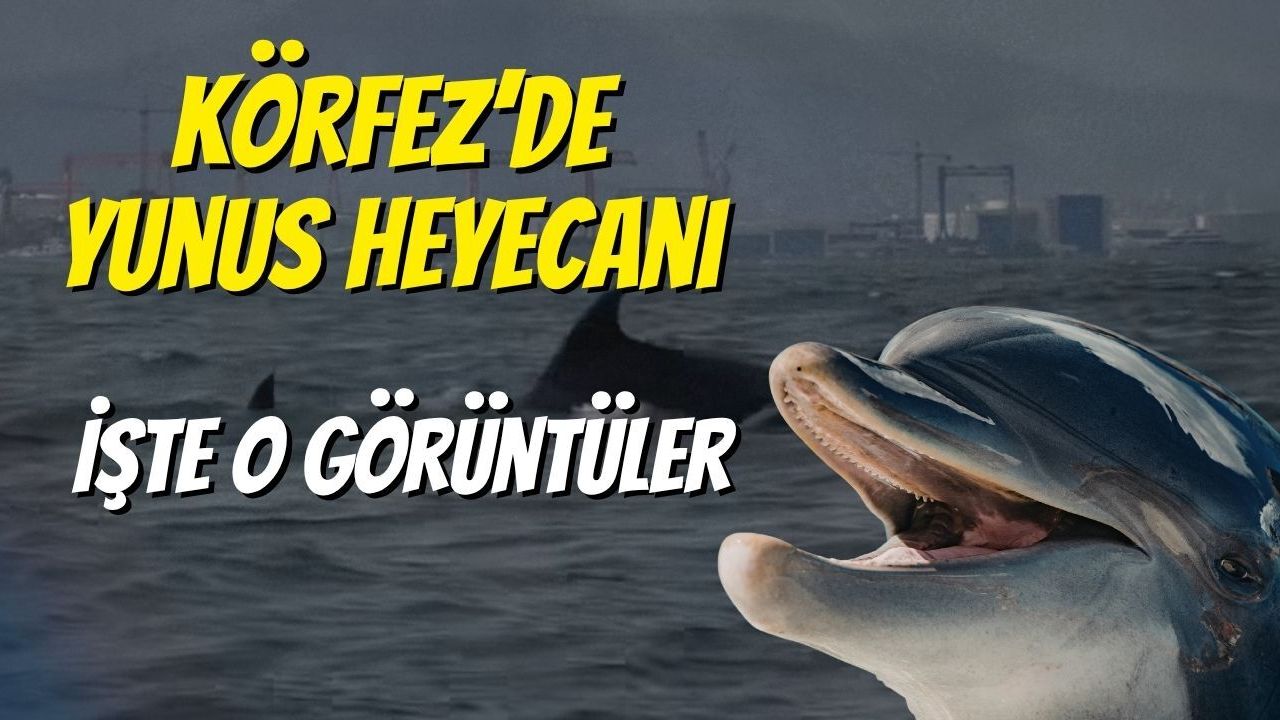Körfez’de Yunus Heyecanı: İşte O Görüntüler