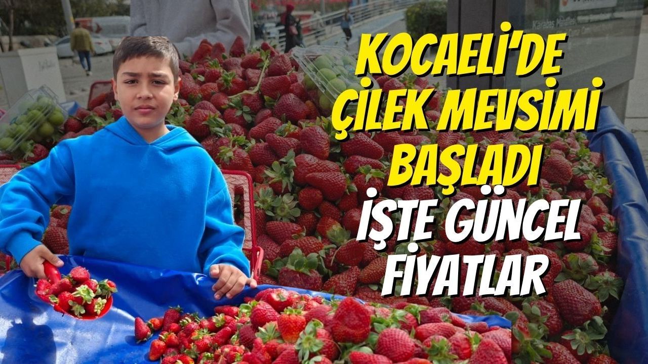 Kocaeli İzmit’te Çilek Mevsimi Başladı: İşte Güncel Fiyatlar