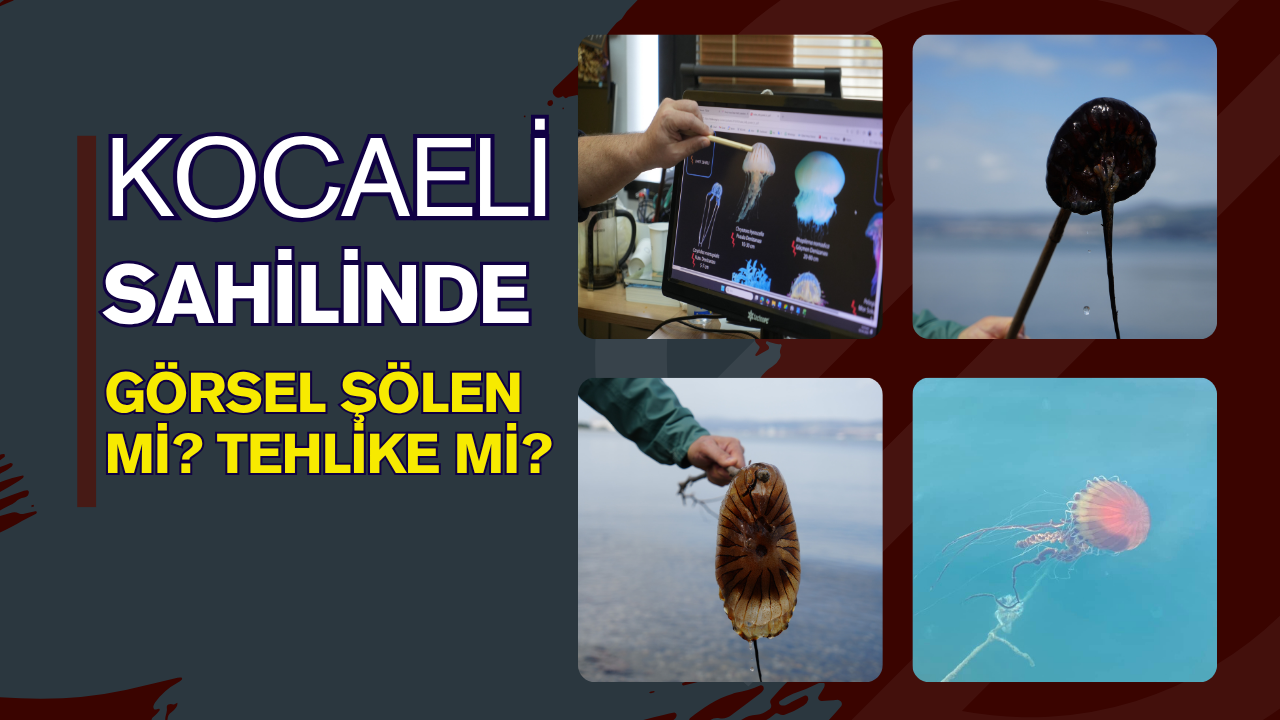 Kocaeli Sahillerinde Görsel Şölen mi, Tehlike mi?
