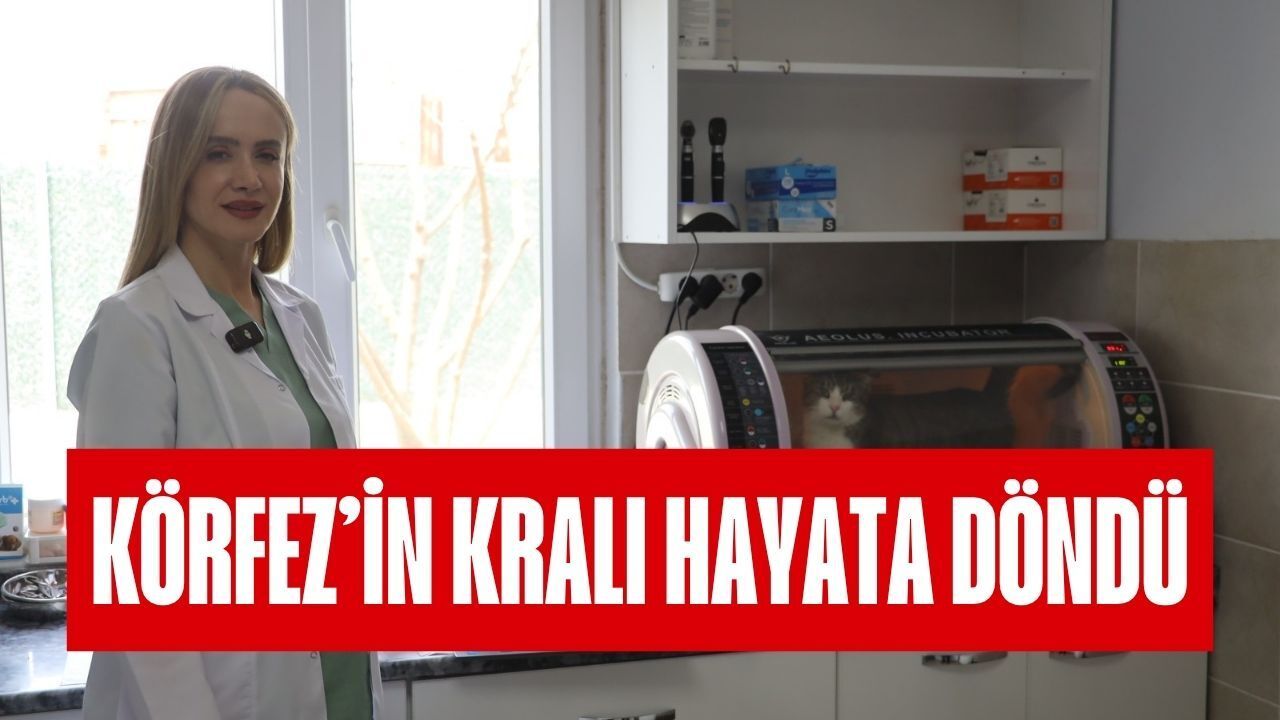Körfez’in Kralı Hayata Döndü