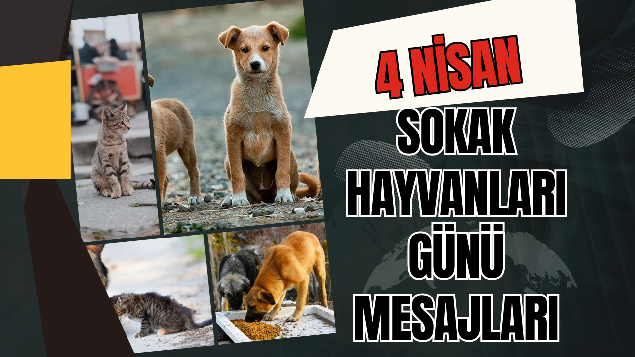 4 Nisan Dünya Sokak Hayvanları Günü: En Güzel ve Duygusal Mesajlar