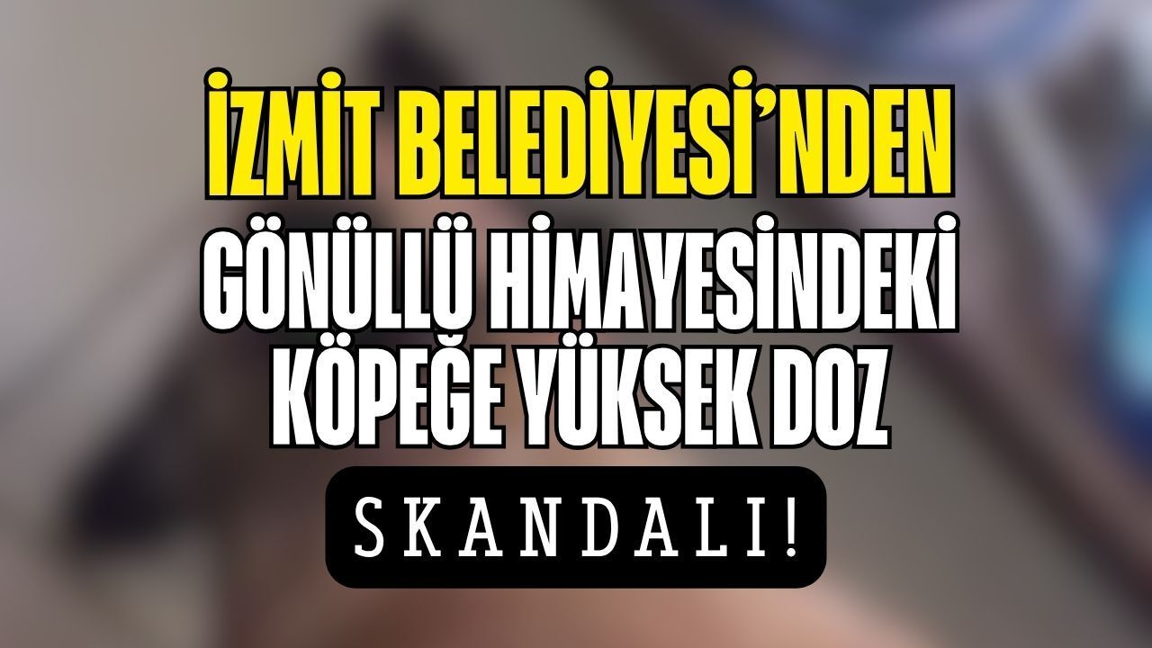 İzmit Belediyesi'nden, Gönüllüsü Olan Sokak Köpeğine Yüksek Doz Skandalı
