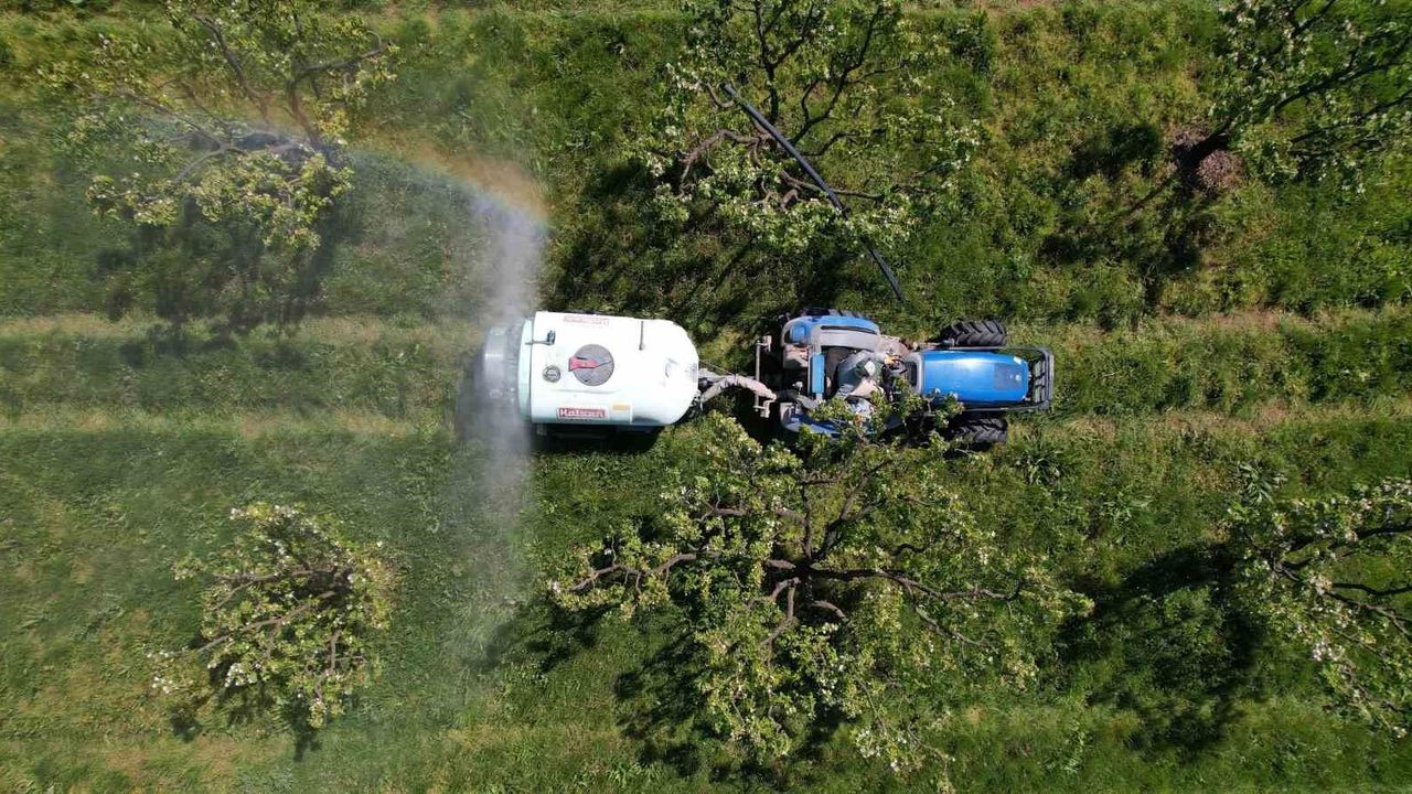 Sakarya’da "Altın Sarısı" Ayva Çiçek Açtı: Çiftçinin Gözü Yüksek Rekolteli Yeni Sezonda