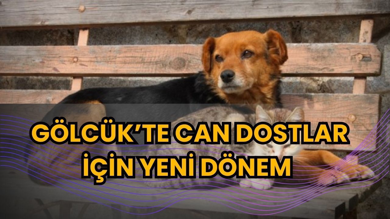 Gölcük’te Can Dostlar İçin Yeni Dönem! Dev Merkezin İhale Tarihi Belli Oldu
