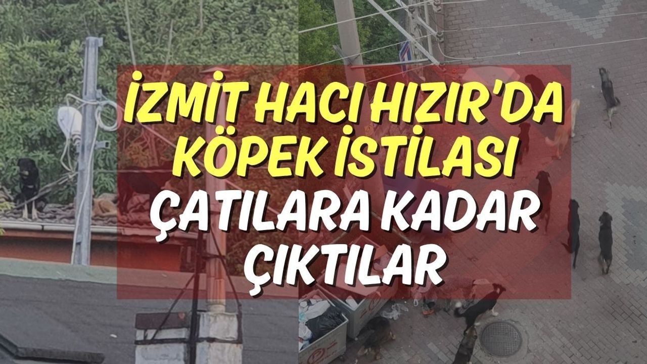 İzmit Hacı Hızır’da Köpek İstilası: Çatılara Kadar Çıktılar