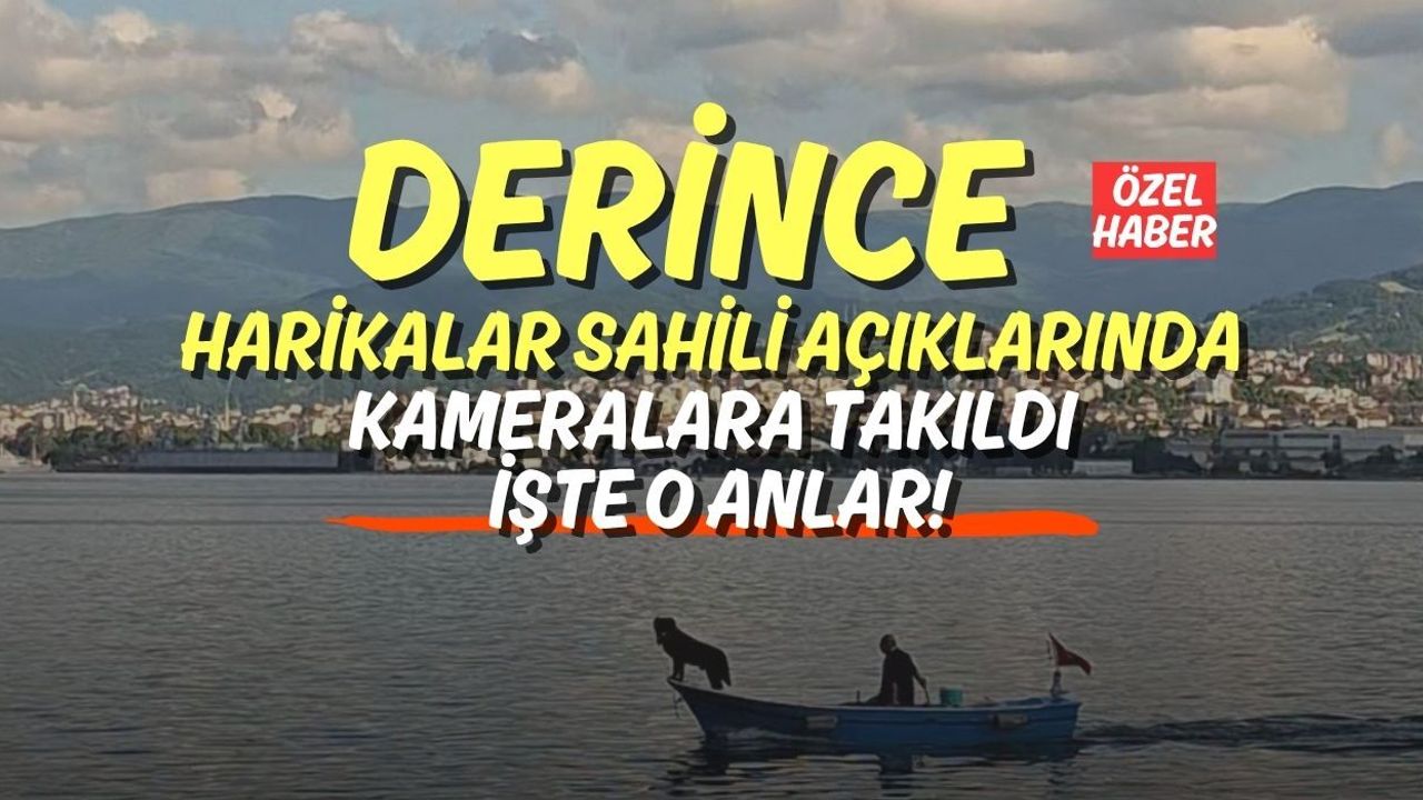 Derince Harikalar Sahili Açıklarında Kameralara Takıldı: İşte O Anlar!