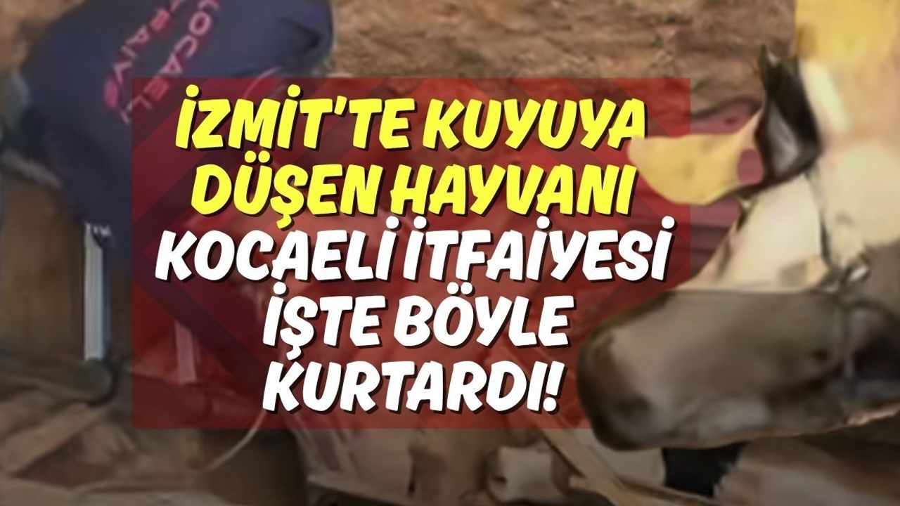 İzmit’te Kuyuya Düşen Hayvanı Kocaeli İtfaiyesi İşte Böyle Kurtardı