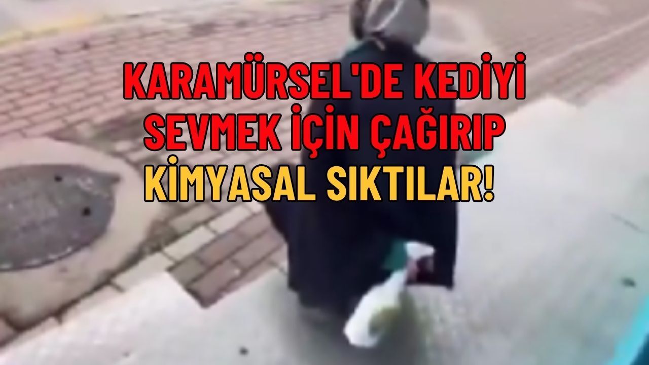 Karamürsel'de Kediyi Sevmek İçin Çağırıp Kimyasal Sıktılar
