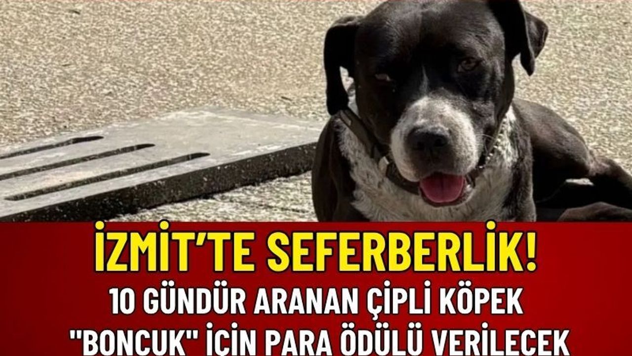 İzmit’te Seferberlik: 10 Gündür Aranan Çipli Köpek Boncuk İçin Para Ödülü Verilecek