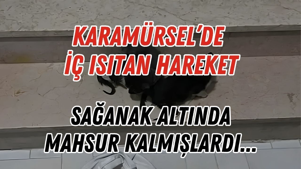 İtfaiye Ekiplerinden Isıtan Hareket: Karamürsel’de Sağanak Altında 4 Yavru Kediye Şefkat Eli