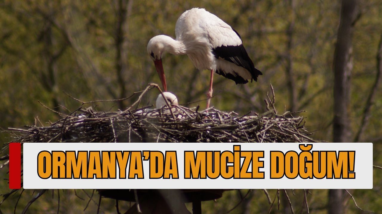 Ormanya’da Mucize Doğum: Engelli Leylekler Pişmaniye ve Bulutun Yavrusu Yumurtadan Çıktı!
