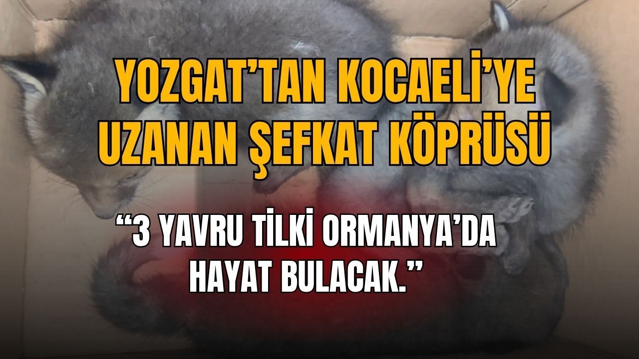 Duyarlı Vatandaşlar Buldu, Ekipler Harekete Geçti: 3 Yavru Tilki Kocaeli'de Hayata Tutunacak