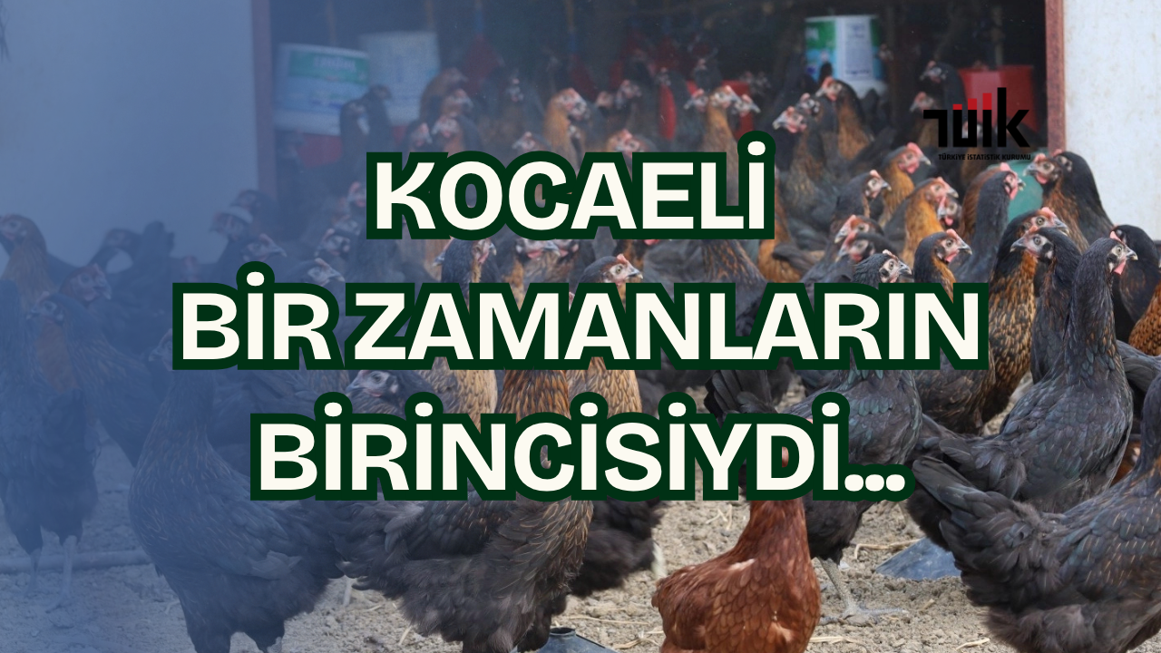 Kocaeli’de Tavuk Sayısı Çakıldı! Bir Zamanlar Türkiye Birincisiydi...