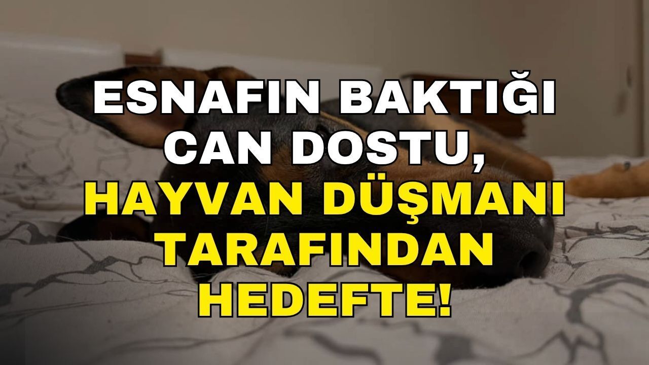 Esnafın Baktığı Can Dostu Hedefte: Önce Tekmeledi, Sonra Toplatacağım Dedi