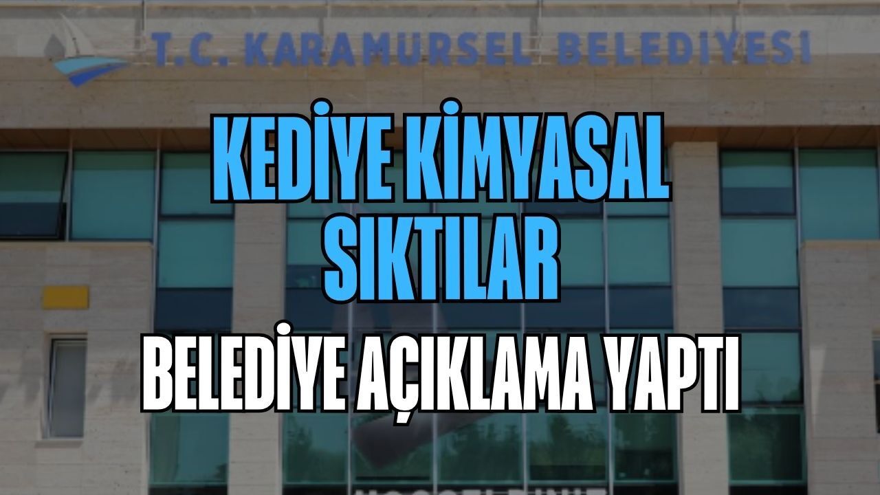 Kediye Kimyasal Sıktılar: Belediye Açıklama Yaptı