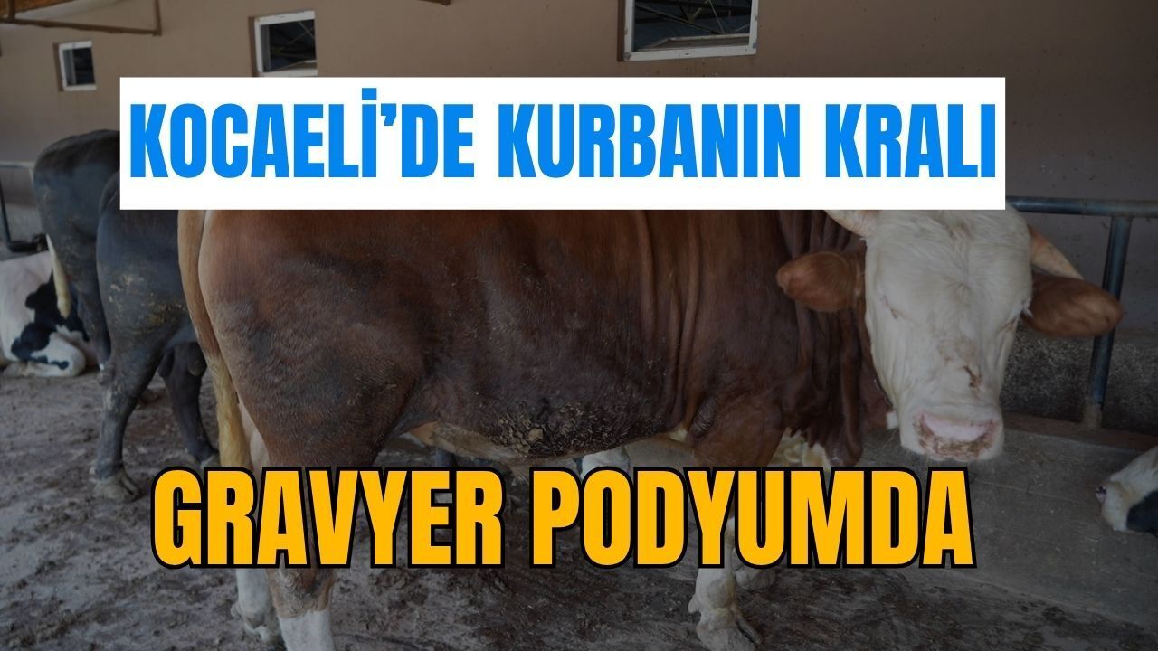 Kocaeli'de Kurbanın Kralı: Gravyer Podyumda