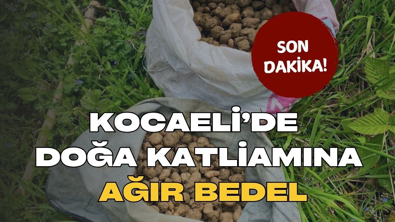 Kocaeli’de Doğa Katliamına Ağır Bedel
