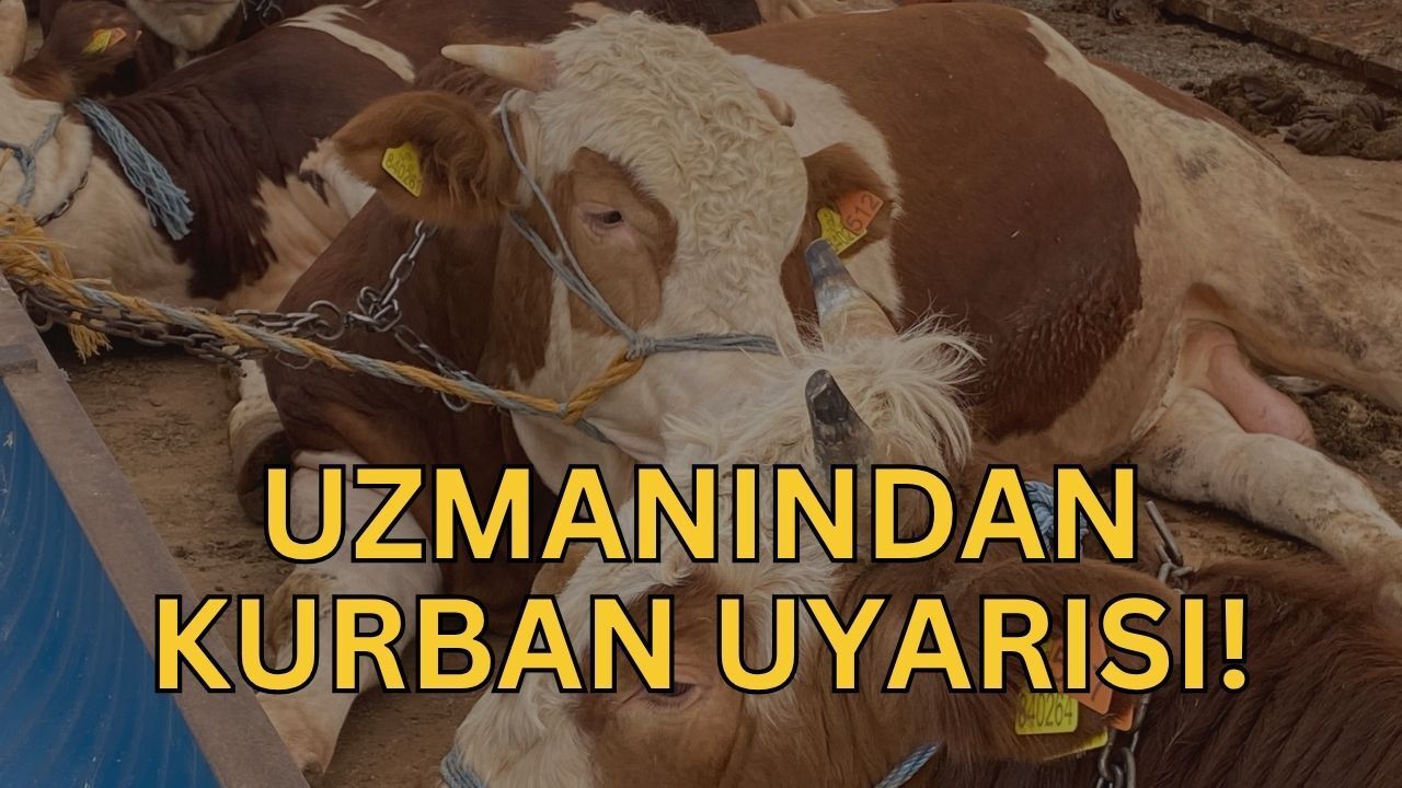 Kurban Seçerken Bunlara Dikkat: Mehmet Bostancı’dan "Küpesiz ve Yaşını Doldurmamış Hayvan" Uyarısı