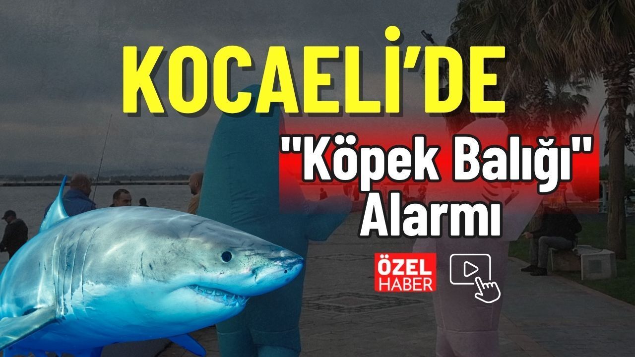 Kocaeli’de Köpek Balığı Alarmı