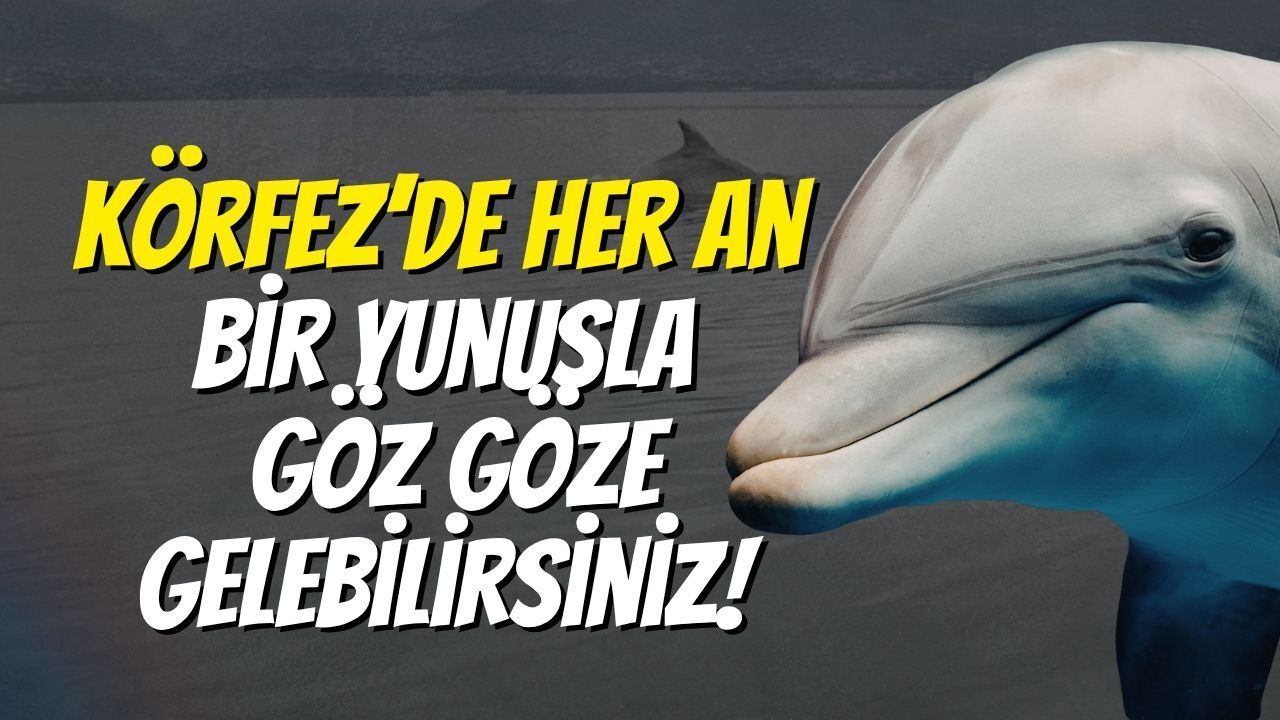Körfez’de Her An Bir Yunusla Göz Göze Gelebilirsiniz!
