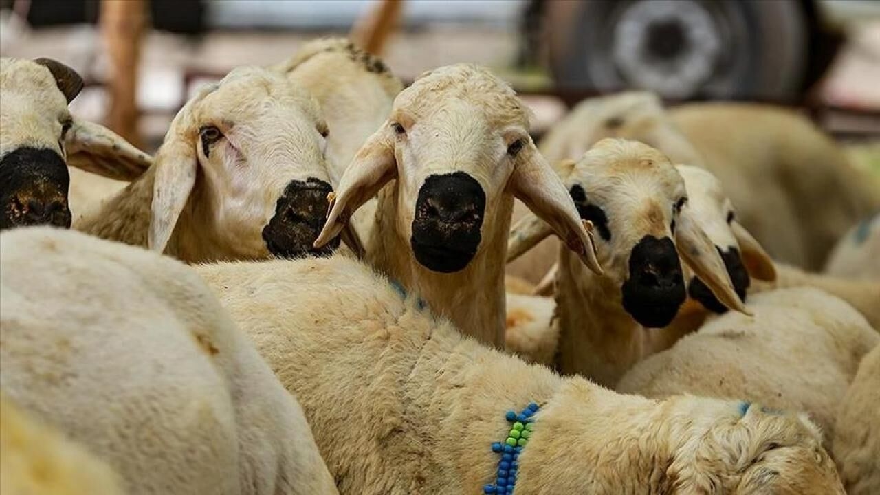 Kurban ibadetinde doğru bilinen 10 büyük yanlış