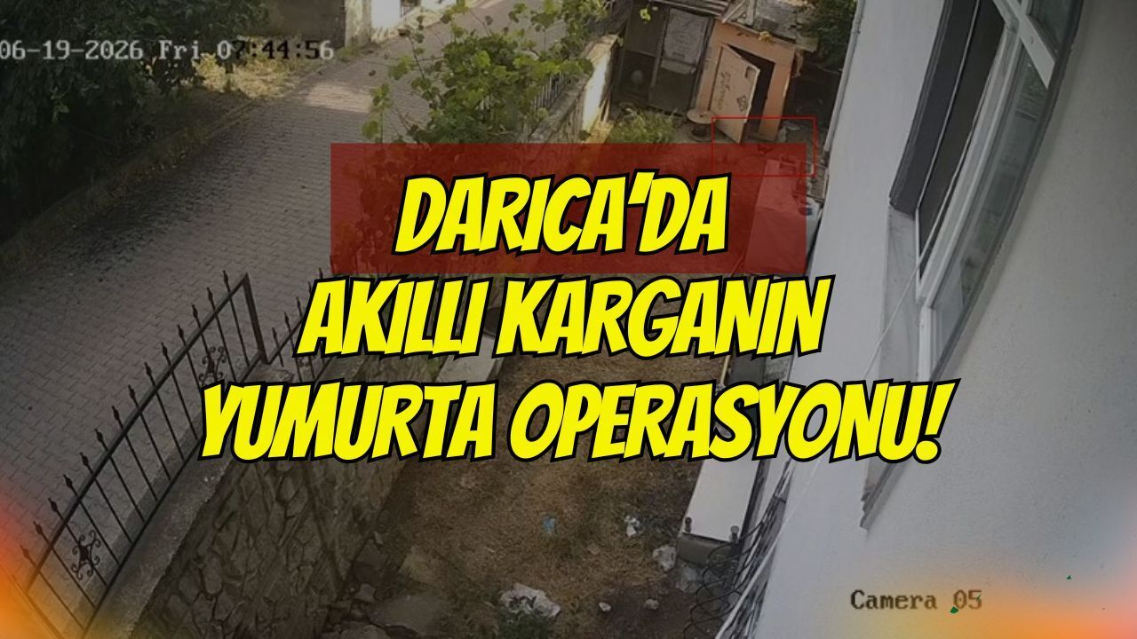 Darıca’da Akıllı Karganın Yumurta Operasyonu: Önce Etrafı Süzdü, Sonra Gagasıyla Kapıp Uçtu!