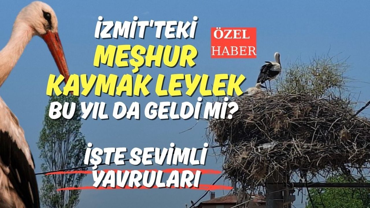 İzmit'teki Meşhur Kaymak Leylek Bu Yıl da Geldi Mi? İşte Sevimli Yavruları