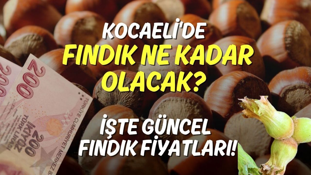 Kocaeli'de ​Bu Sene Fındık Ne Kadar Olacak? İşte Güncel Fındık Fiyatları