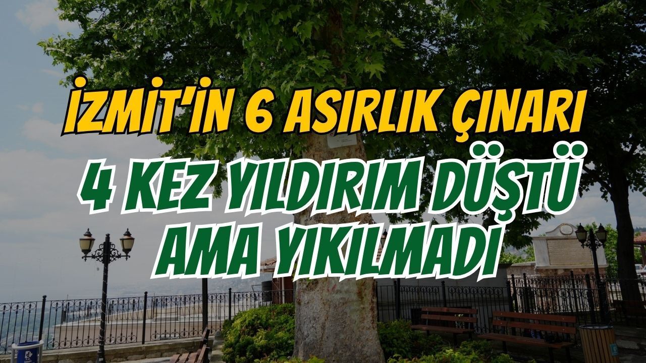 İzmit'te 6 Asırlık Çınar: 4 Kez Yıldırım Düştü Ama Yıkılmadı!