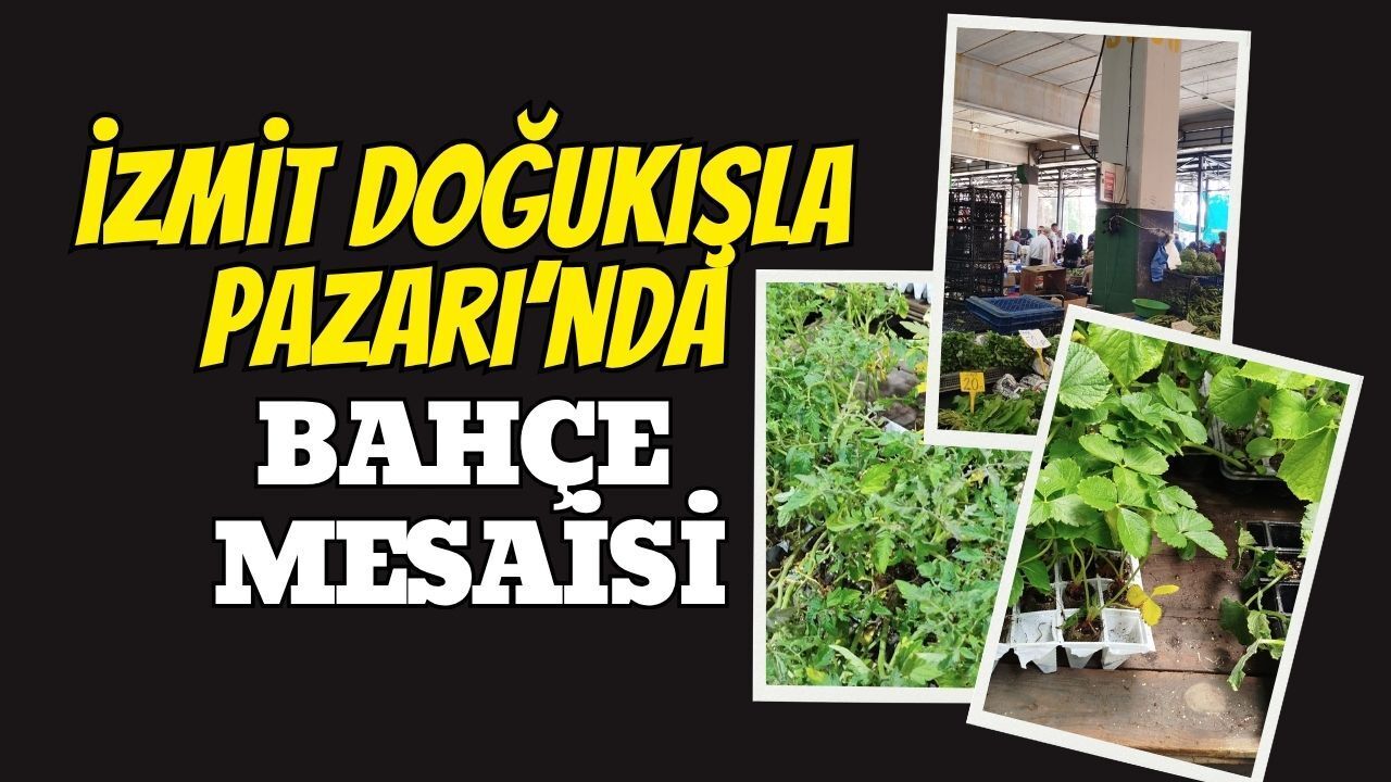 İzmit Doğu Kışla Pazarı'nda Bahçe Mesaisi: Fideler Tezgahlarda