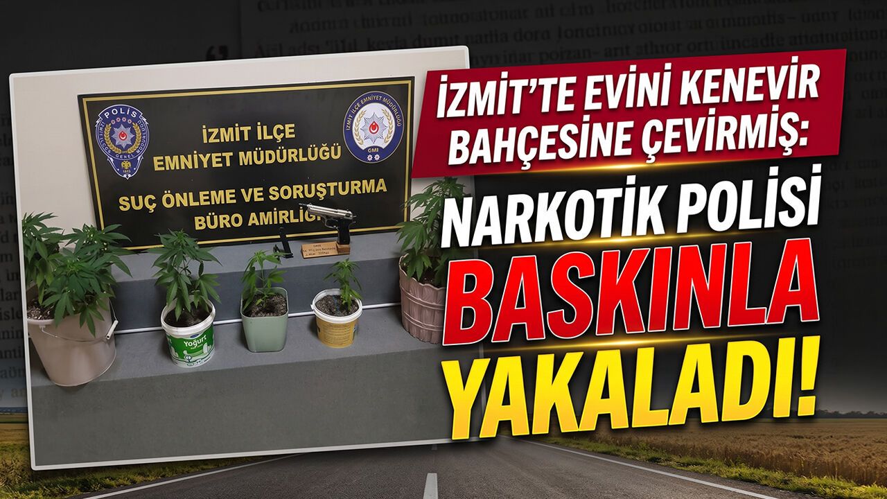 İzmit’te Evini Kenevir Bahçesine Çevirmiş: Narkotik Polisi Baskınla Yakaladı