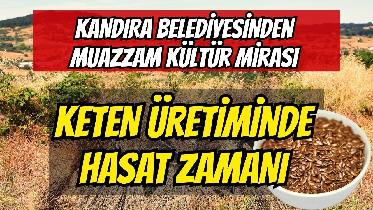 Kandıra Belediyesi’nden Muazzam Kültür Mirası: Ata Tohumlarıyla Başlayan Keten Üretiminde Hasat Zamanı
