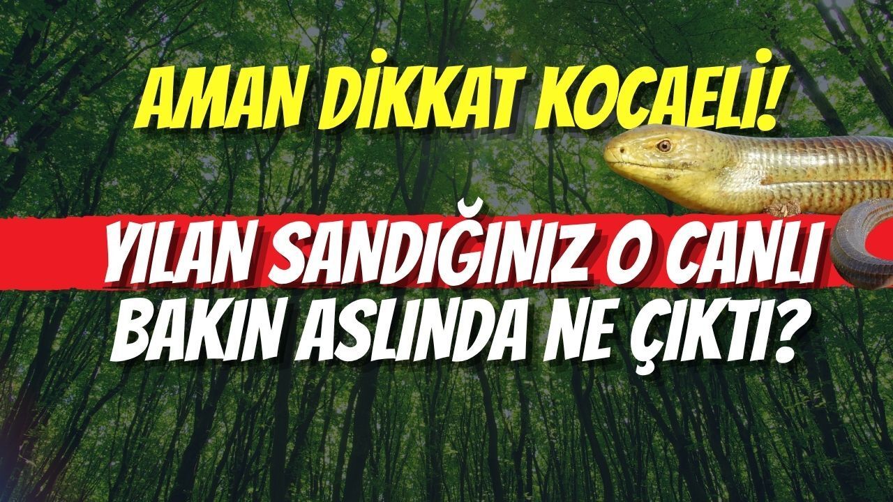 Aman Dikkat Kocaeli! Yılan Sandığınız O Canlı Bakın Aslında Ne Çıktı?