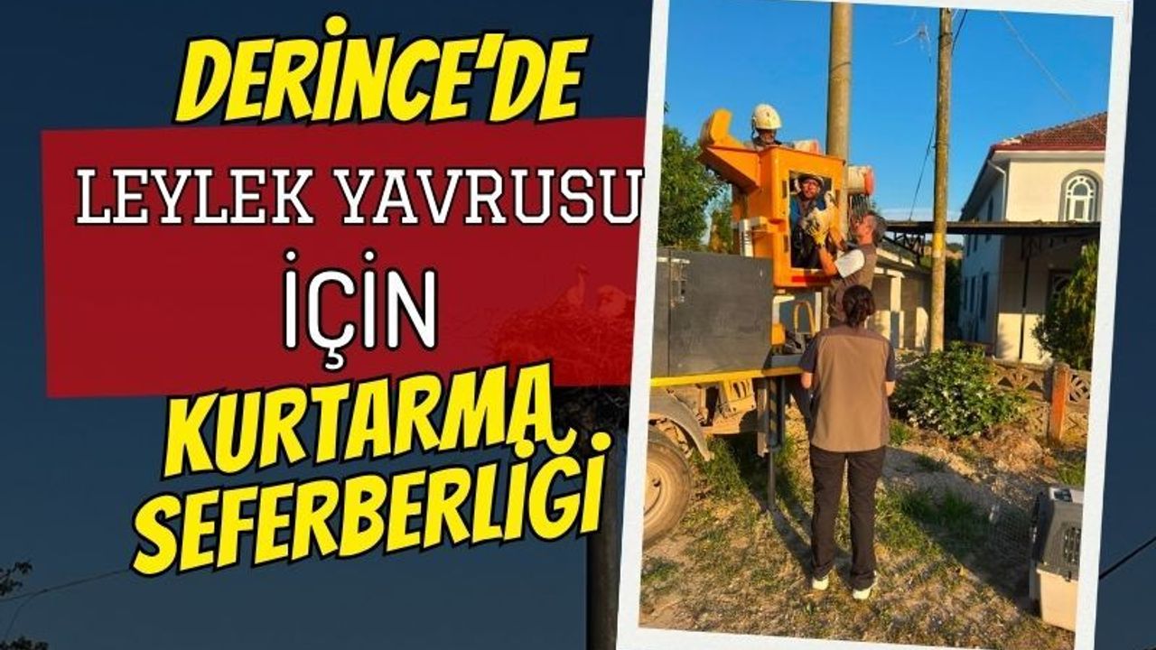 Derince’de leylek yavruları için kurtarma lojistiği: 4 yavru korumaya alındı!