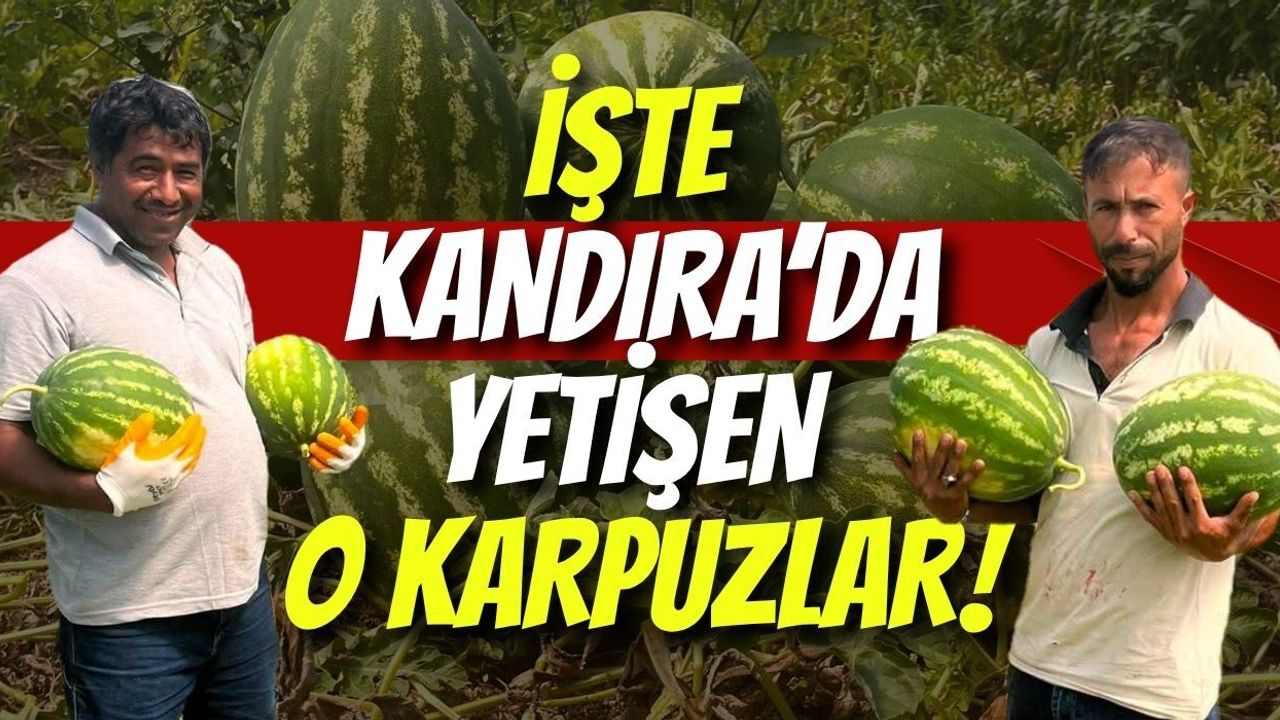 İşte Kandıra’da Yetişen O Karpuzlar