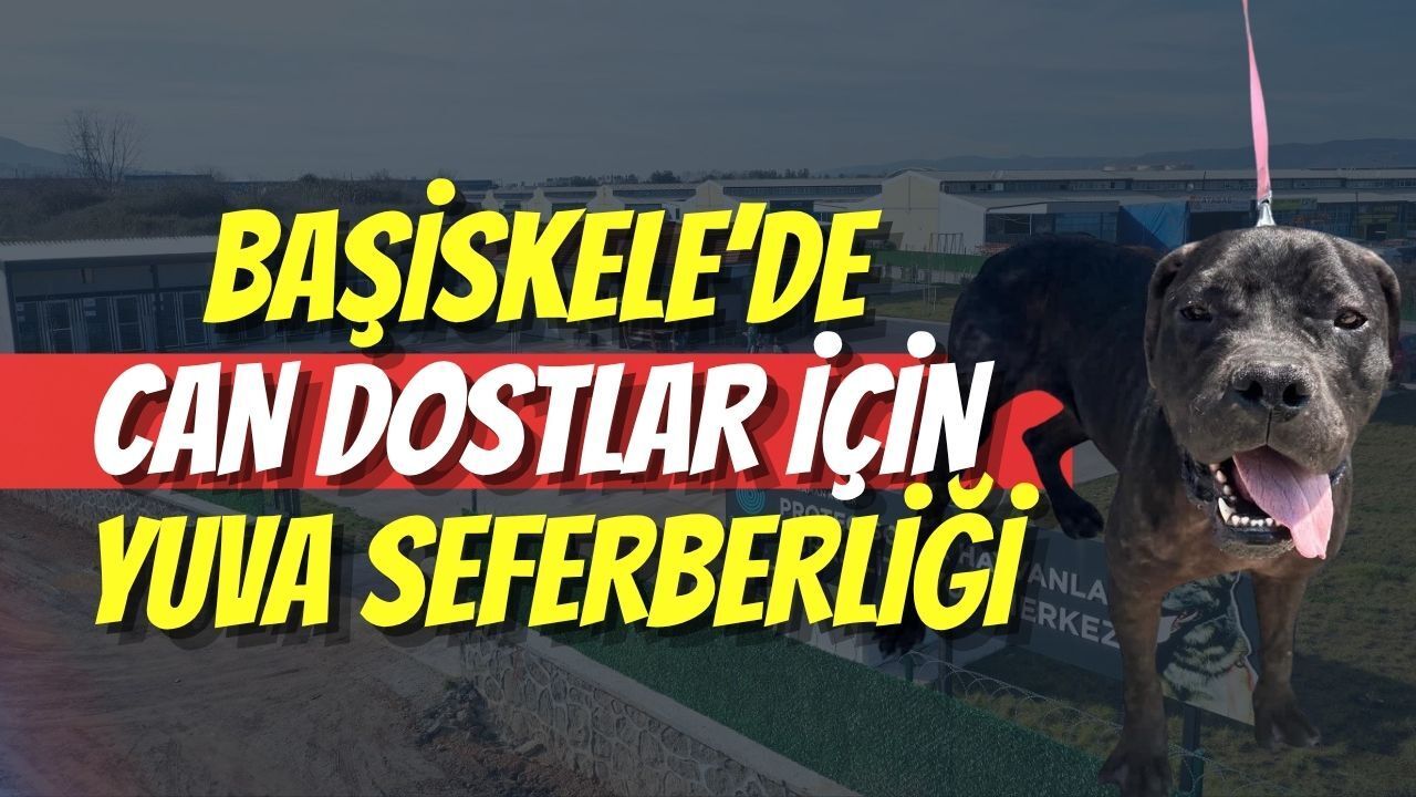 Başiskele’de Can Dostlar İçin Yuva Seferberliği
