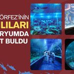 İzmit Körfezi'nin Canlıları Akvaryumda Hayat Buldu