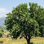 Yiyenlerin kolestrolü düşüyor! Uzmanlar o meyvenin faydalarını sıraladı