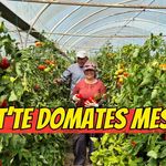 İzmit'te Domates Mesaisi