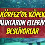Kocaeli'de Köpek Balıklarını Elleriyle Besliyorlar